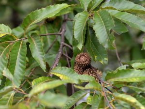 Gobbler Sawtooth Oak