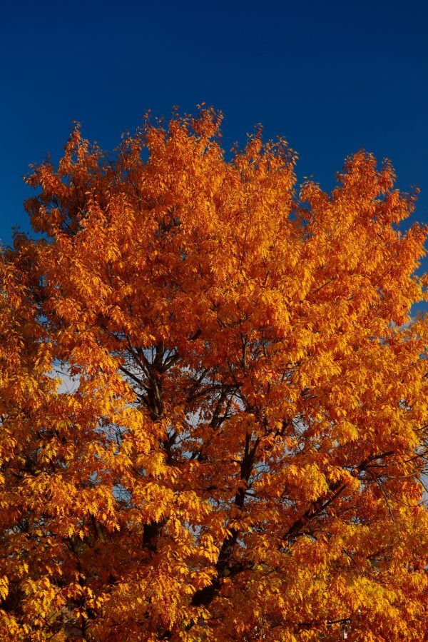 Northern Red Oak