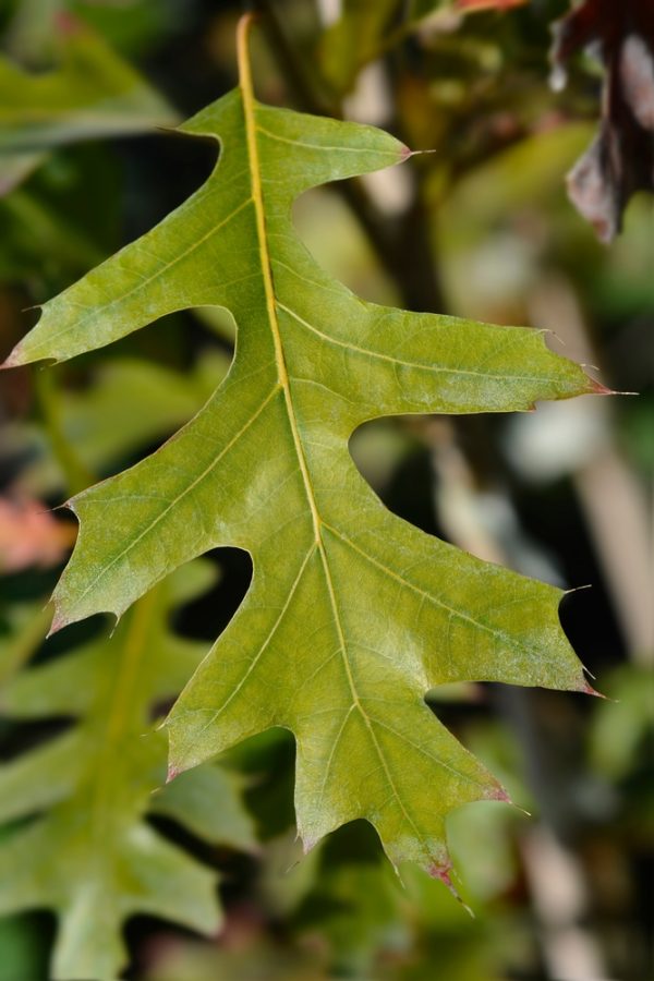 Nuttall Oak