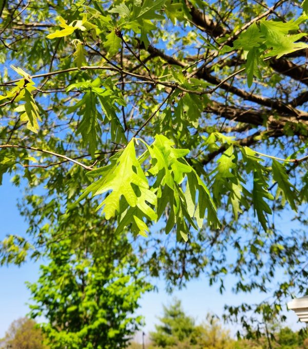 Overcup Oak