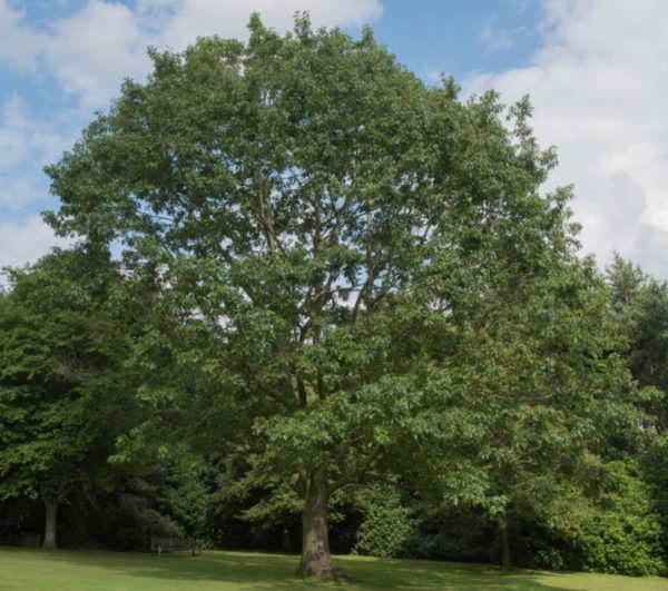 Red Oak