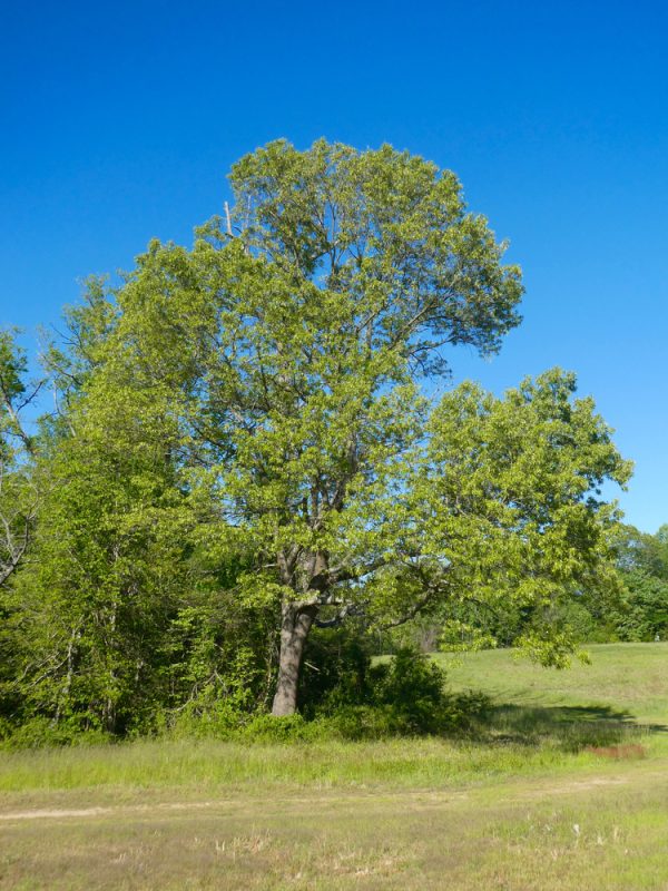 Southern Red Oak