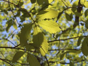 Swamp Chestnut Oak