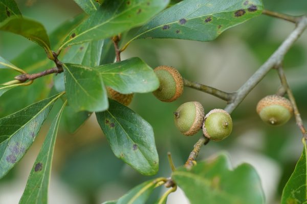 Water Oak