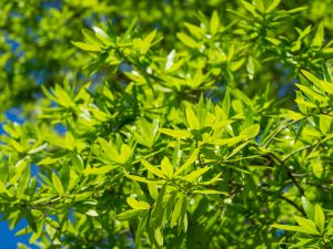 Willow Oak