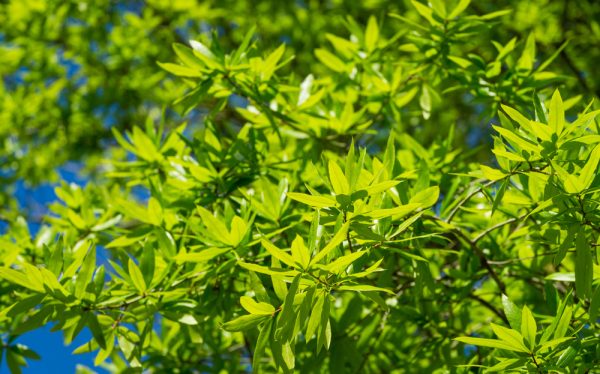 Willow Oak